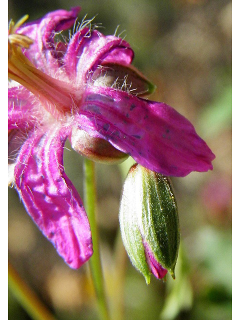 Geranium caespitosum (Pineywoods geranium) #85487