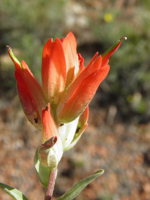 Castilleja integra (Wholeleaf indian paintbrush) #85489