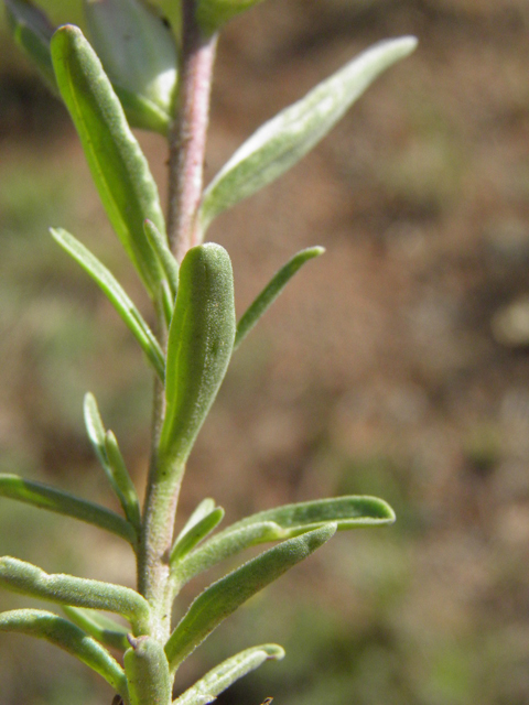 Castilleja integra (Wholeleaf indian paintbrush) #85490