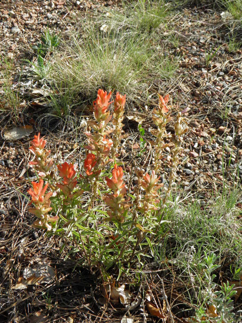 Castilleja integra (Wholeleaf indian paintbrush) #85491