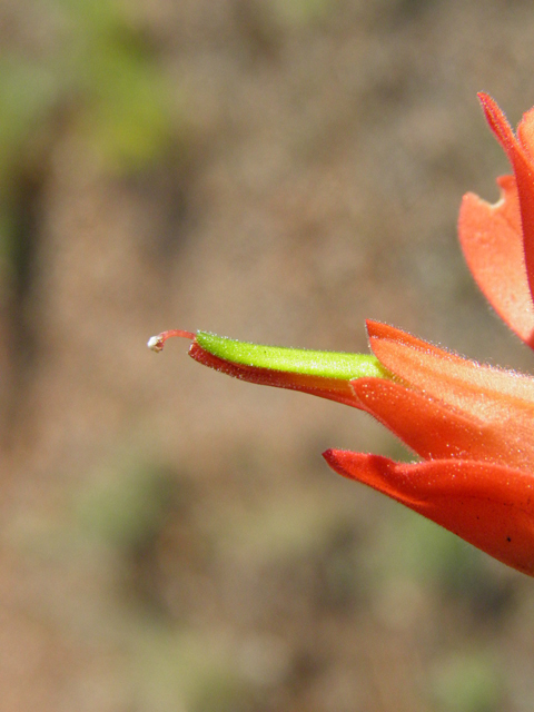 Castilleja integra (Wholeleaf indian paintbrush) #85493