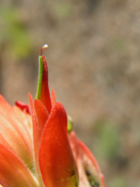 Castilleja integra (Wholeleaf indian paintbrush) #85494