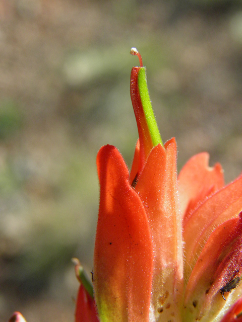 Castilleja integra (Wholeleaf indian paintbrush) #85495