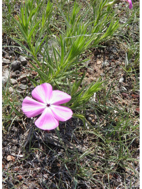 Phlox nana (Santa fe phlox) #85497