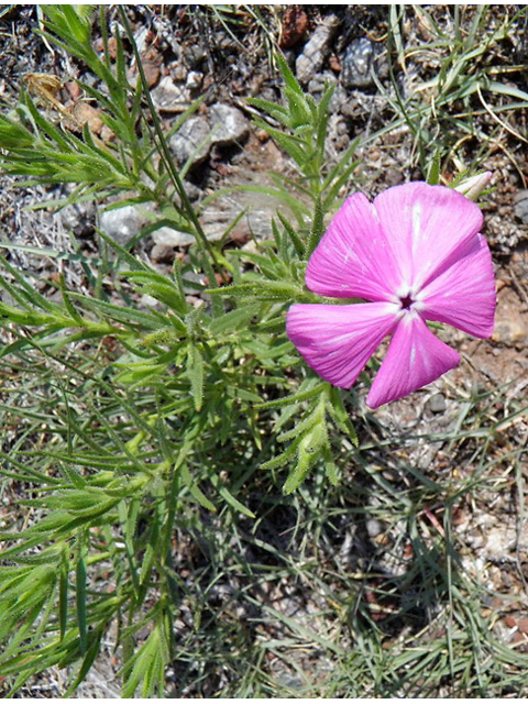 Phlox nana (Santa fe phlox) #85498