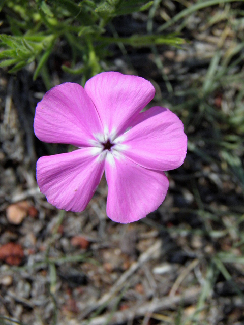 Phlox nana (Santa fe phlox) #85499