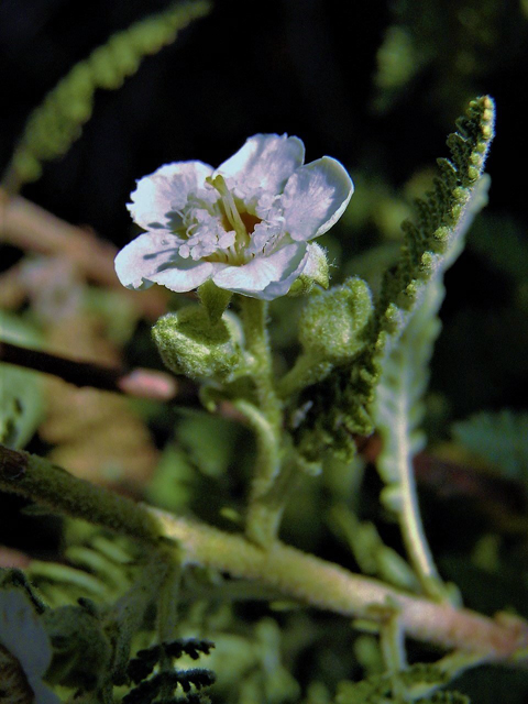 Chamaebatiaria millefolium (Desert sweet) #85515