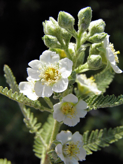 Chamaebatiaria millefolium (Desert sweet) #85518