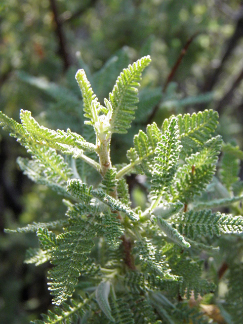 Chamaebatiaria millefolium (Desert sweet) #85523