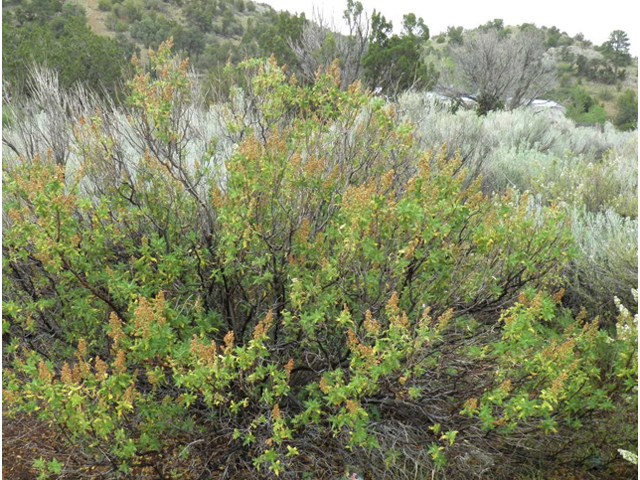 Chamaebatiaria millefolium (Desert sweet) #85524