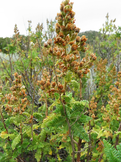 Chamaebatiaria millefolium (Desert sweet) #85526