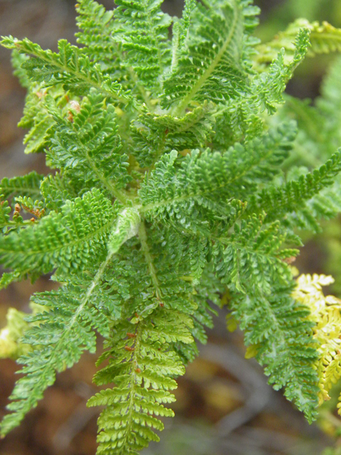 Chamaebatiaria millefolium (Desert sweet) #85527