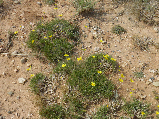 Tetraneuris acaulis (Stemless four-nerve daisy) #85593