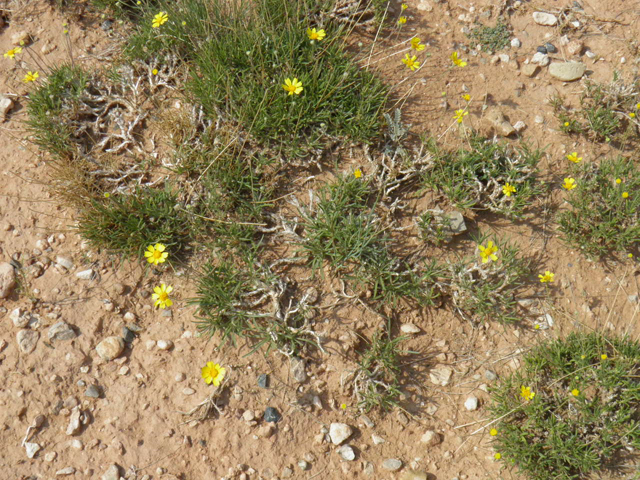 Tetraneuris acaulis (Stemless four-nerve daisy) #85594