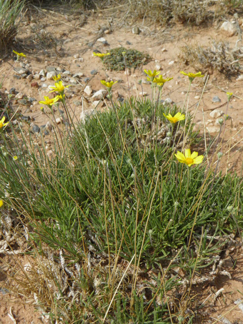 Tetraneuris acaulis (Stemless four-nerve daisy) #85595