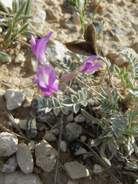 Astragalus amphioxys (Crescent milkvetch) #85630