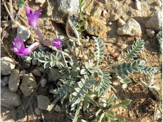 Astragalus amphioxys (Crescent milkvetch) #85631