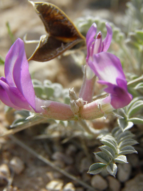 Astragalus amphioxys (Crescent milkvetch) #85632