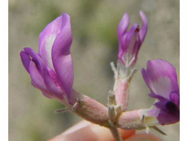 Astragalus amphioxys (Crescent milkvetch) #85633