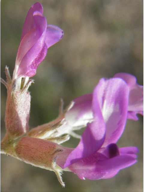 Astragalus amphioxys (Crescent milkvetch) #85634