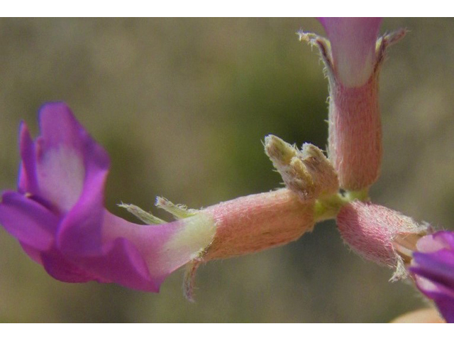 Astragalus amphioxys (Crescent milkvetch) #85635