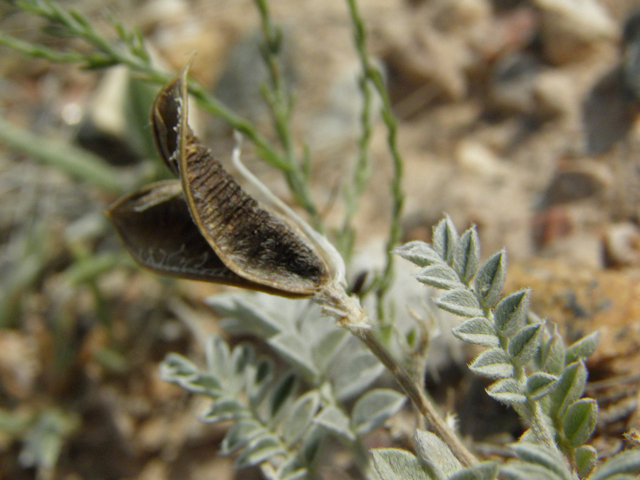 Astragalus amphioxys (Crescent milkvetch) #85636