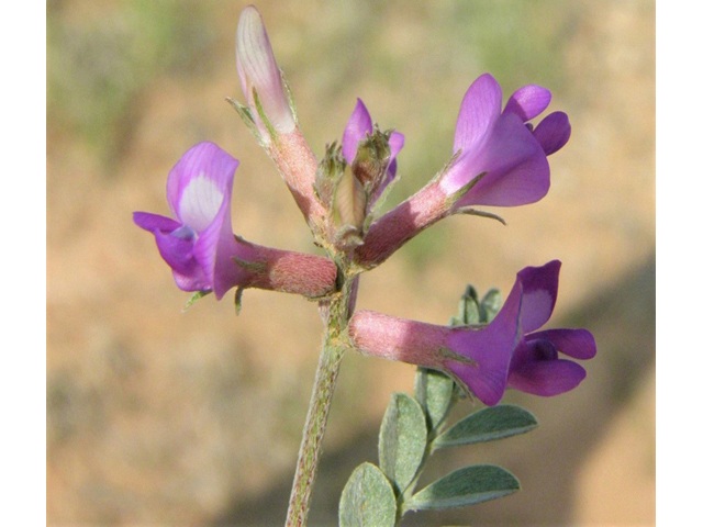 Astragalus amphioxys (Crescent milkvetch) #85637