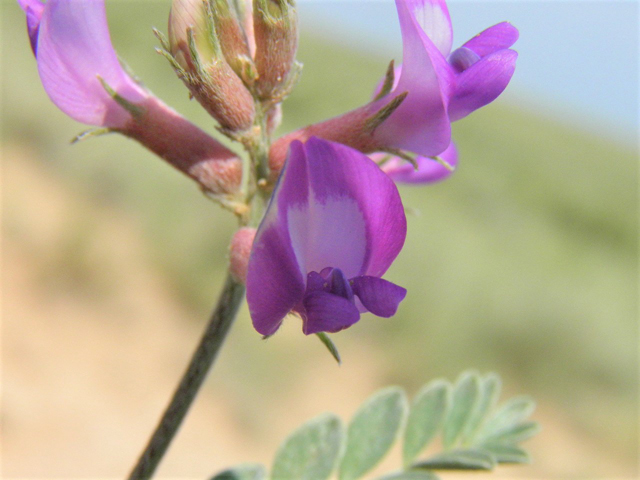 Astragalus amphioxys (Crescent milkvetch) #85639