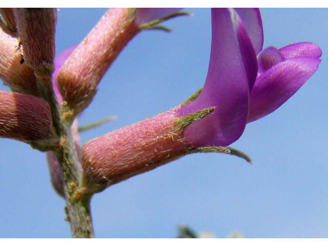 Astragalus amphioxys (Crescent milkvetch) #85640