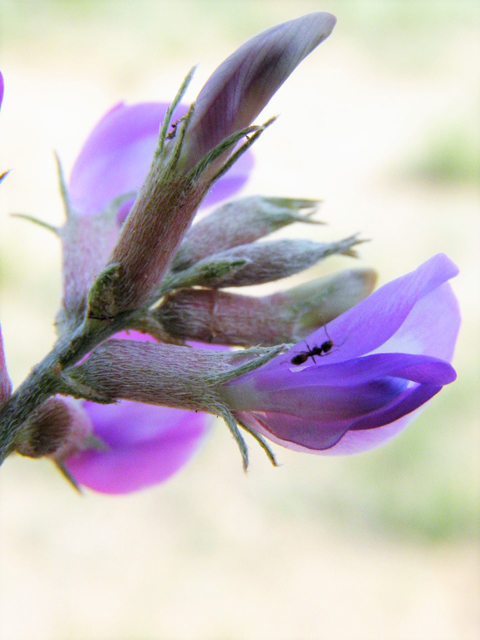 Astragalus amphioxys (Crescent milkvetch) #85641