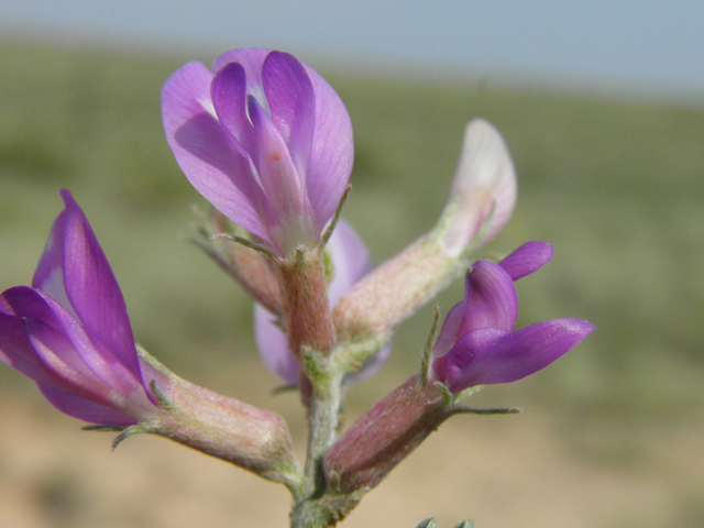 Astragalus amphioxys (Crescent milkvetch) #85643