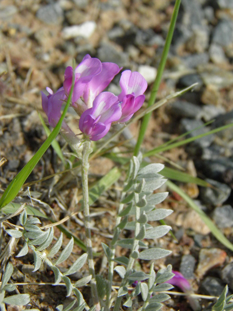 Astragalus amphioxys (Crescent milkvetch) #85644