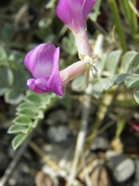 Astragalus amphioxys (Crescent milkvetch) #85645