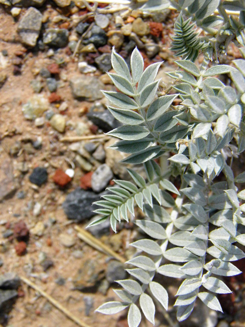 Astragalus amphioxys (Crescent milkvetch) #85646