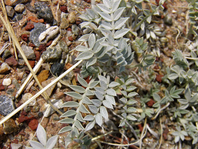 Astragalus amphioxys (Crescent milkvetch) #85647