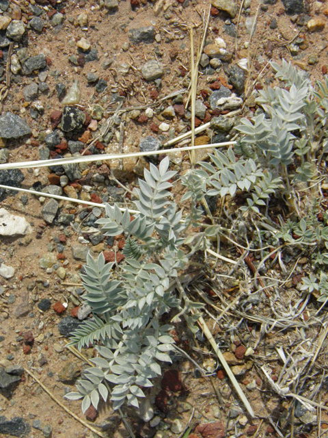 Astragalus amphioxys (Crescent milkvetch) #85648