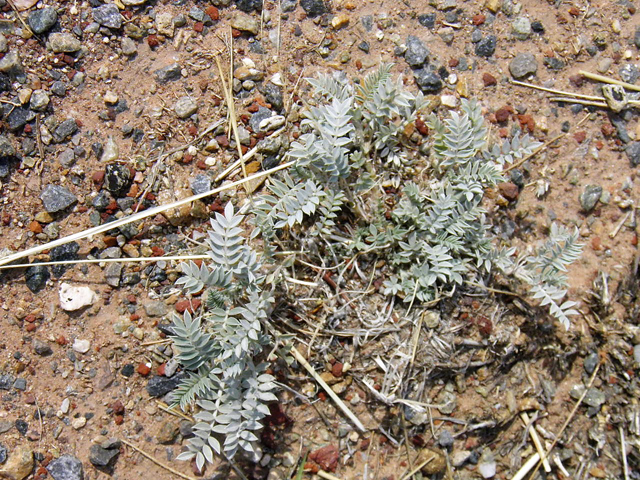 Astragalus amphioxys (Crescent milkvetch) #85649