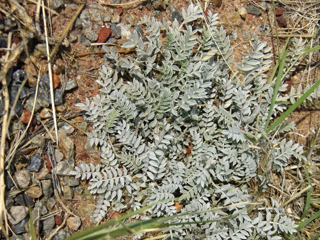 Astragalus amphioxys (Crescent milkvetch) #85650