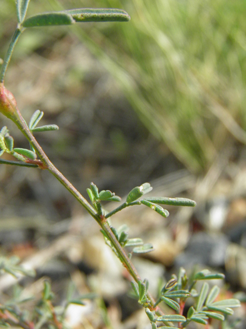 Dalea candida (White prairie clover) #85653