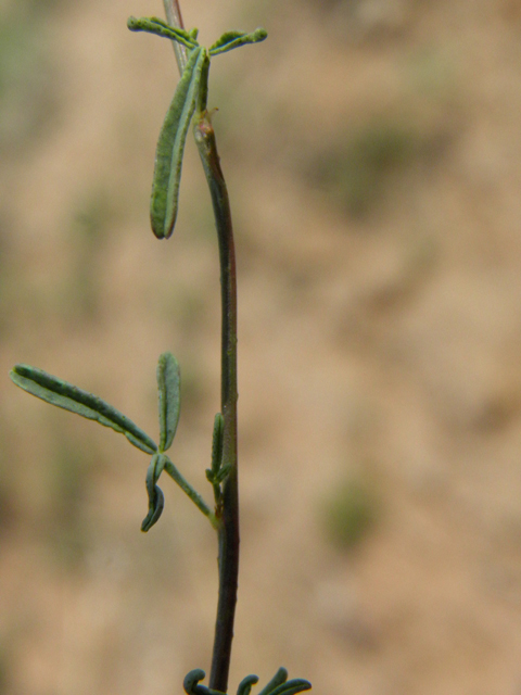 Dalea candida (White prairie clover) #85658