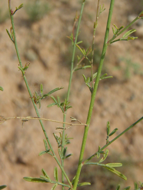 Dalea candida (White prairie clover) #85659