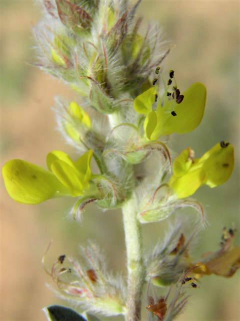 Dalea jamesii (James's prairie clover) #85666