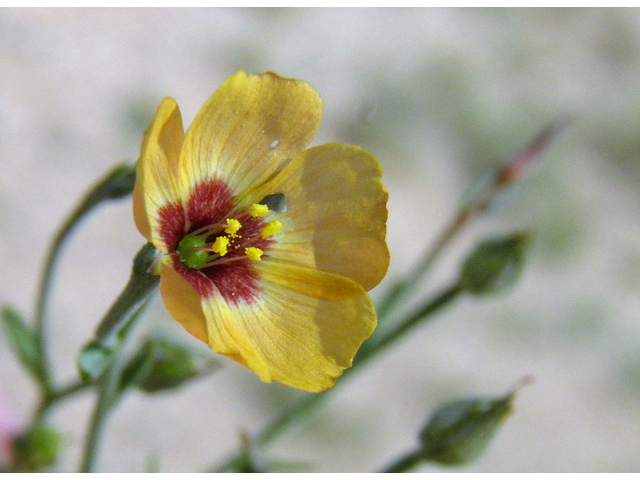 Linum puberulum (Plains flax) #85674