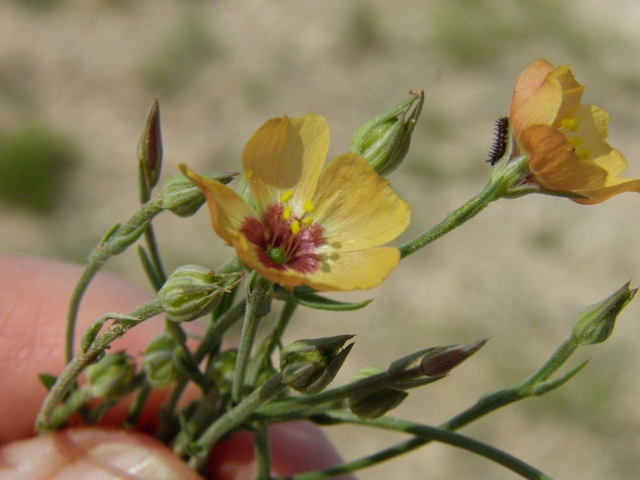 Linum puberulum (Plains flax) #85675