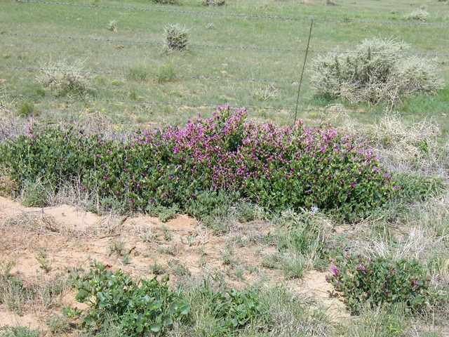 Mirabilis multiflora (Colorado four o'clock) #85683