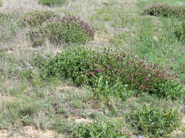 Mirabilis multiflora (Colorado four o'clock) #85684