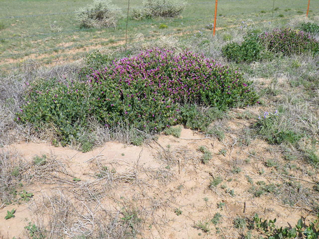 Mirabilis multiflora (Colorado four o'clock) #85686