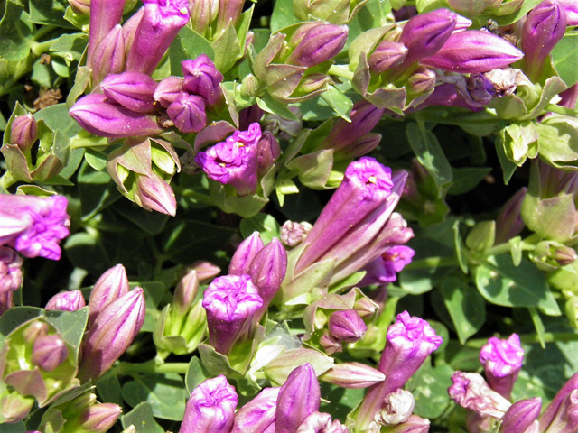 Mirabilis multiflora (Colorado four o'clock) #85689