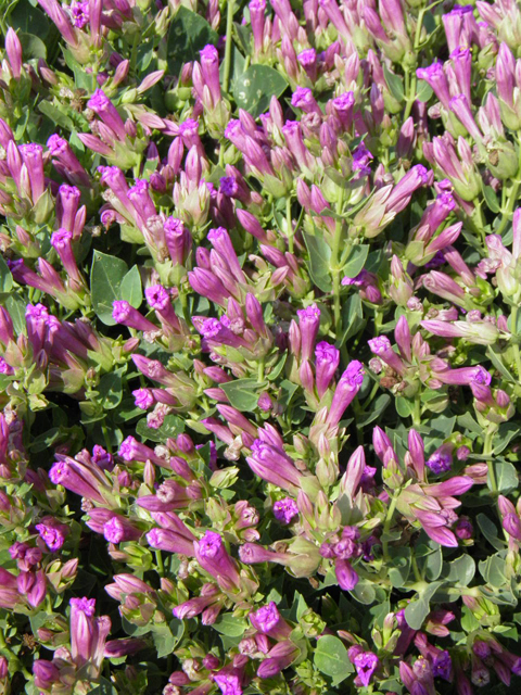 Mirabilis multiflora (Colorado four o'clock) #85690