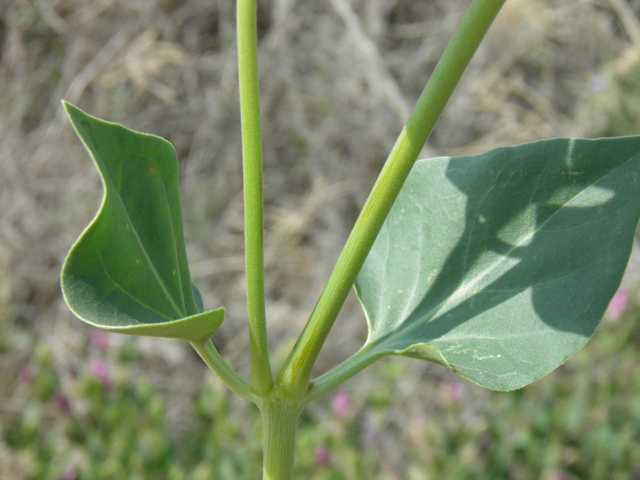 Mirabilis multiflora (Colorado four o'clock) #85696